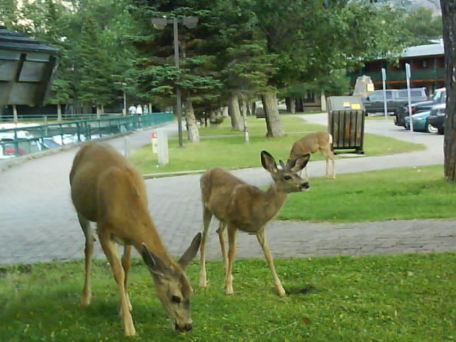 Alberta 128 Waterton.JPG